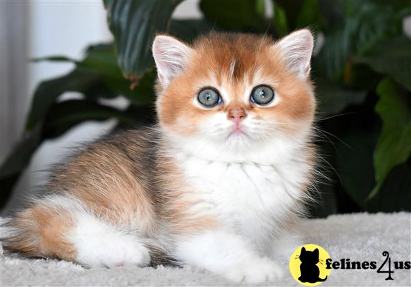 thechubbyfacedcat Picture 1
